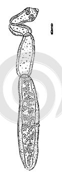 The tapeworm - Echinococcus granulosus. photo