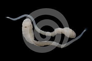 Tapeworms (Cestoda: Caryophyllidea), Parasites of Fish under the microscope for education