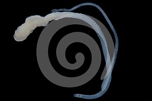 Tapeworms (Cestoda: Caryophyllidea), Parasites of Fish under the microscope for education
