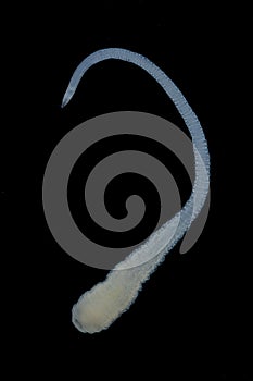 Tapeworms (Cestoda: Caryophyllidea), Parasites of Fish under the microscope for education