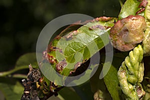 Taphrina deformans fungus on peach tree leaf