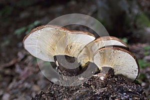 Tapinella atrotomentosa commonly known as the velvet roll-rim is a species of fungus in the family Tapinellaceae
