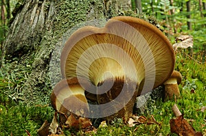 Tapinella atrotomentosa fungus