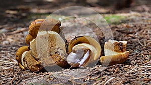 Tapinella atrotomentosa mushroom