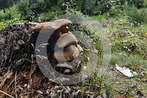 Tapinella atrotomentosa mushroom growing on a dead tree trunk