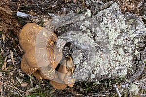 Tapinella atrotomentosa mushroom growing on a dead tree trunk