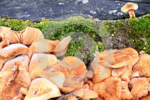 Tapinella panuoides autumn mushroom growing on dead tree trunk