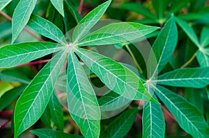 Tapioca green leaf detail close up