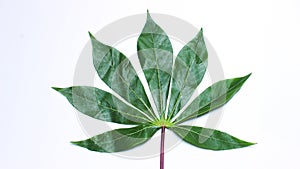 Tapioca leaf on white background