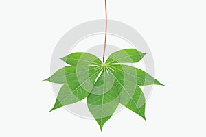 Tapioca leaf on white background