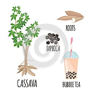 Tapioca plant set with cassava tree, roots,bobs and bubble milk tea in flat style isolated on white