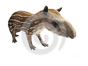 Tapir