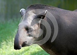 Tapir