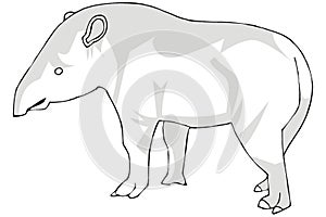 Tapir