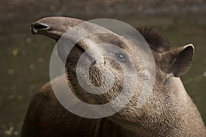 Tapir