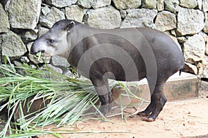 Tapir