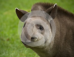 Tapir