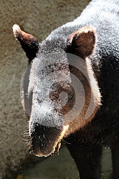 Tapir