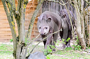 Tapir anta - Tapirus terrestris in a garden on the grass between trees, with a blurred background of a wooden building.