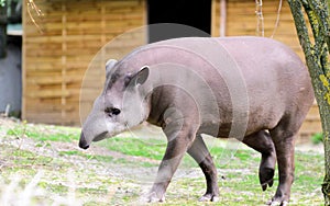 Tapir anta - Tapirus terrestris in a garden on the grass between trees, with a blurred background of a wooden building.