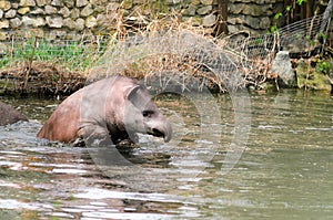 Tapir anta - Tapirus terrestris in a river, with a blurred background.