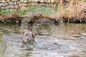 Tapir anta - Tapirus terrestris in a river, with a blurred background.