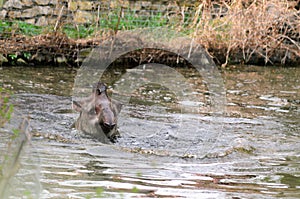 Tapir anta - Tapirus terrestris in a river, with a blurred background.