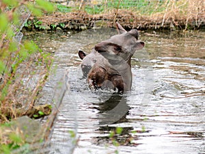 Tapir anta - Tapirus terrestris in a river, with a blurred background.