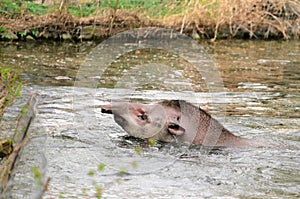 Tapir anta - Tapirus terrestris in a river, with a blurred background. photo