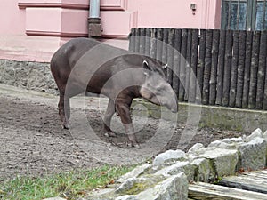 Tapir  anta [Tapirus terrestris ] in Wroclaw ZOO
