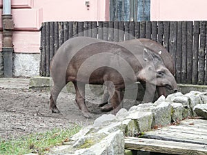 Tapir  anta [Tapirus terrestris ] in Wroclaw ZOO ,Poland