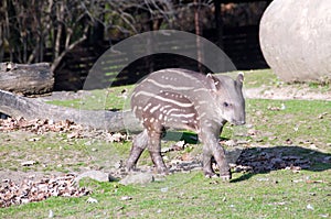 Tapir baby