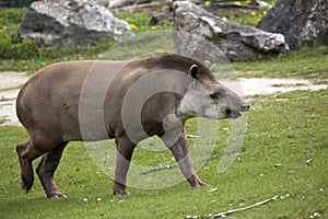 Tapir in a clearing