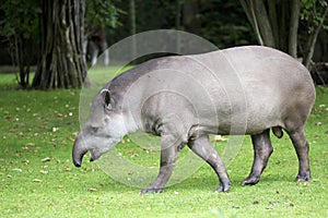 Tapir in a clearing