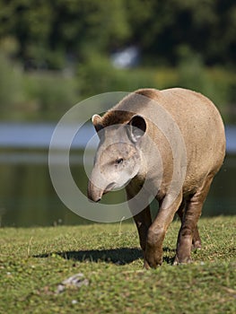 Tapir in a clearing