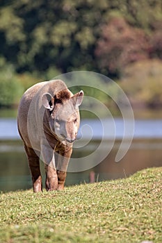 Tapir in a clearing