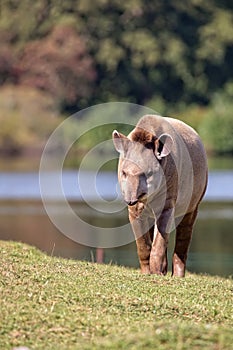 Tapir in a clearing