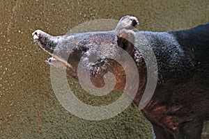 Tapir