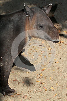 Tapir