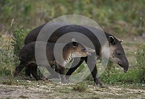 TAPIR DE BAIRD tapirus bairdii photo