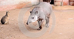 Tapir with distinctive snout explores surroundings in zoo