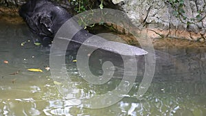 Tapir at Dusit Zoo or Khao Din Wana park in Bangkok, Thailand