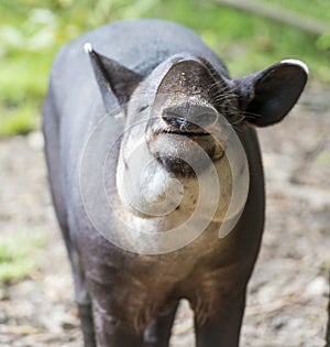 Tapir Eating Food