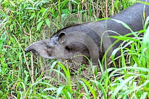 Tapir in ecuadorian Amazonia