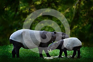 Tapir in the forest. Malayan tapir, Tapirus indicus, mother and young feeding in green vegetation. Cute big animal in the nature