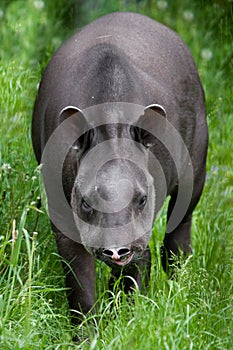Tapir on green background goes straight