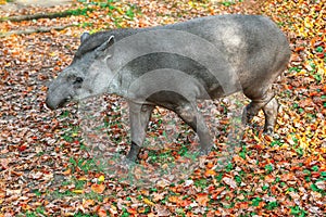 Tapir herbivorous mammal