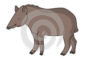 Tapir illustration vector.Cartoon tapir