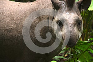 Tapir in Madidi National Park