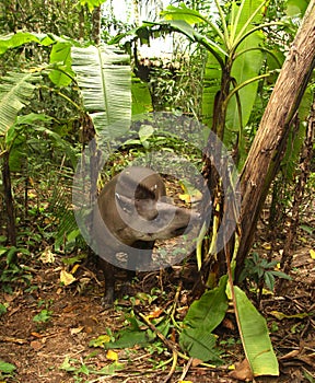 Tapir in Madidi National Park